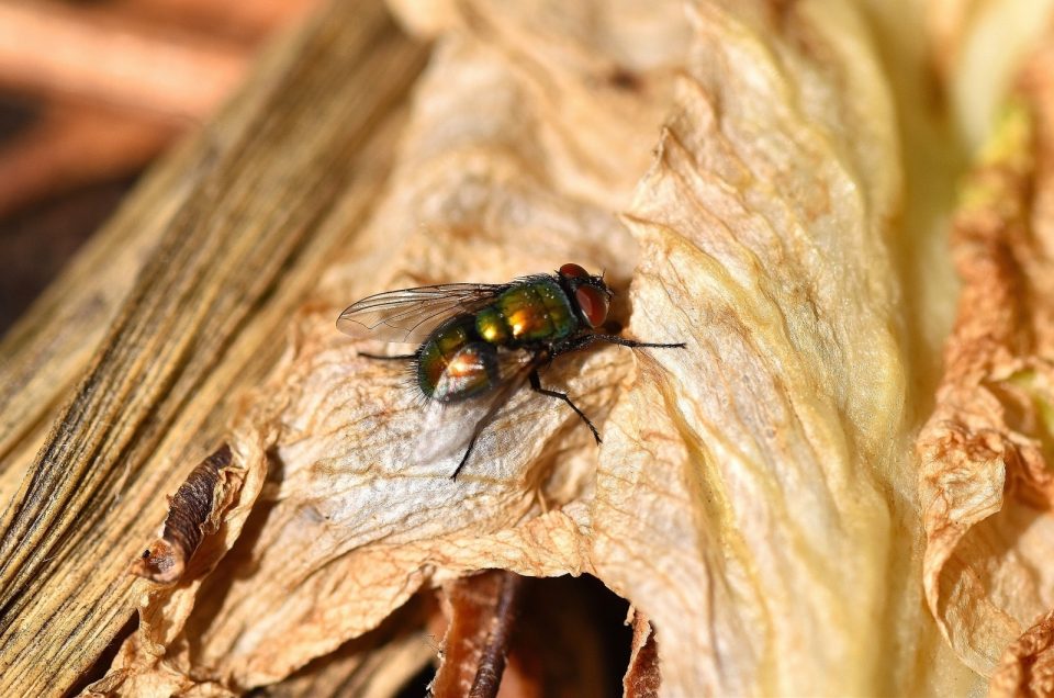 What Attracts Flies In Compost + How To Get Rid Of Them