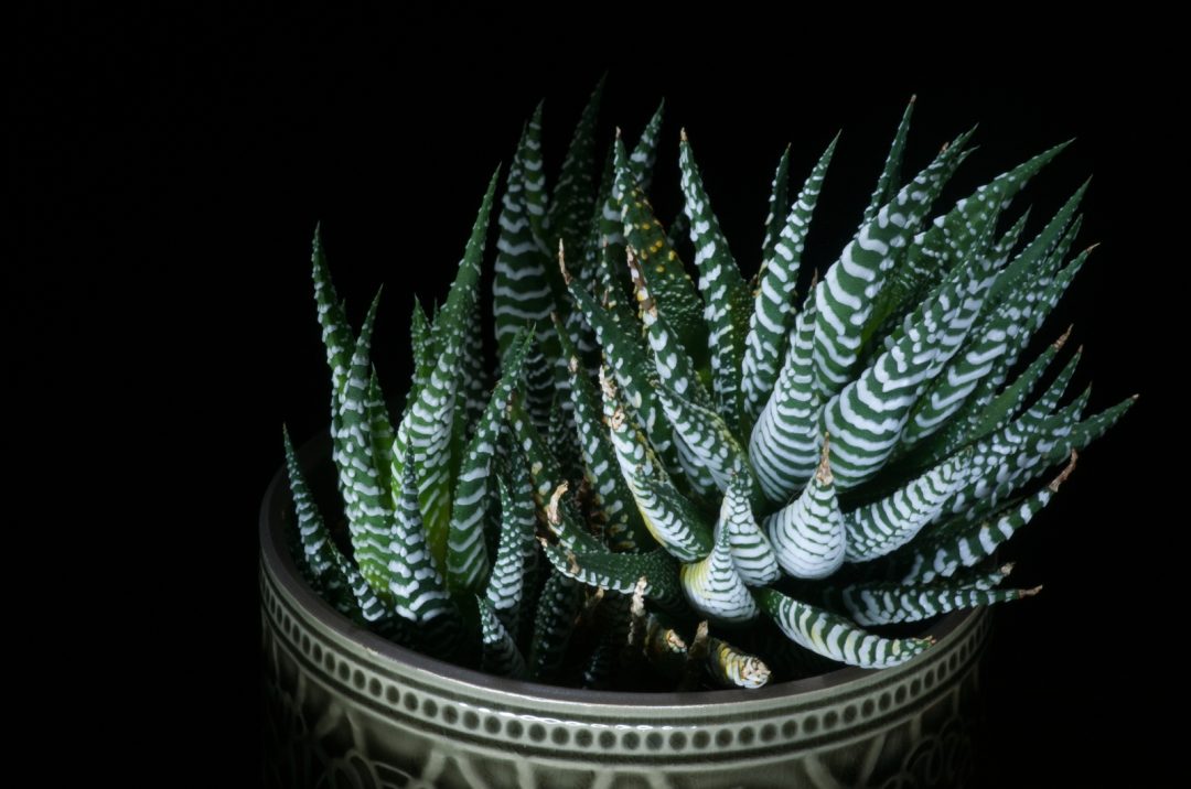 How To Grow And Care For The Zebra Succulent Plant