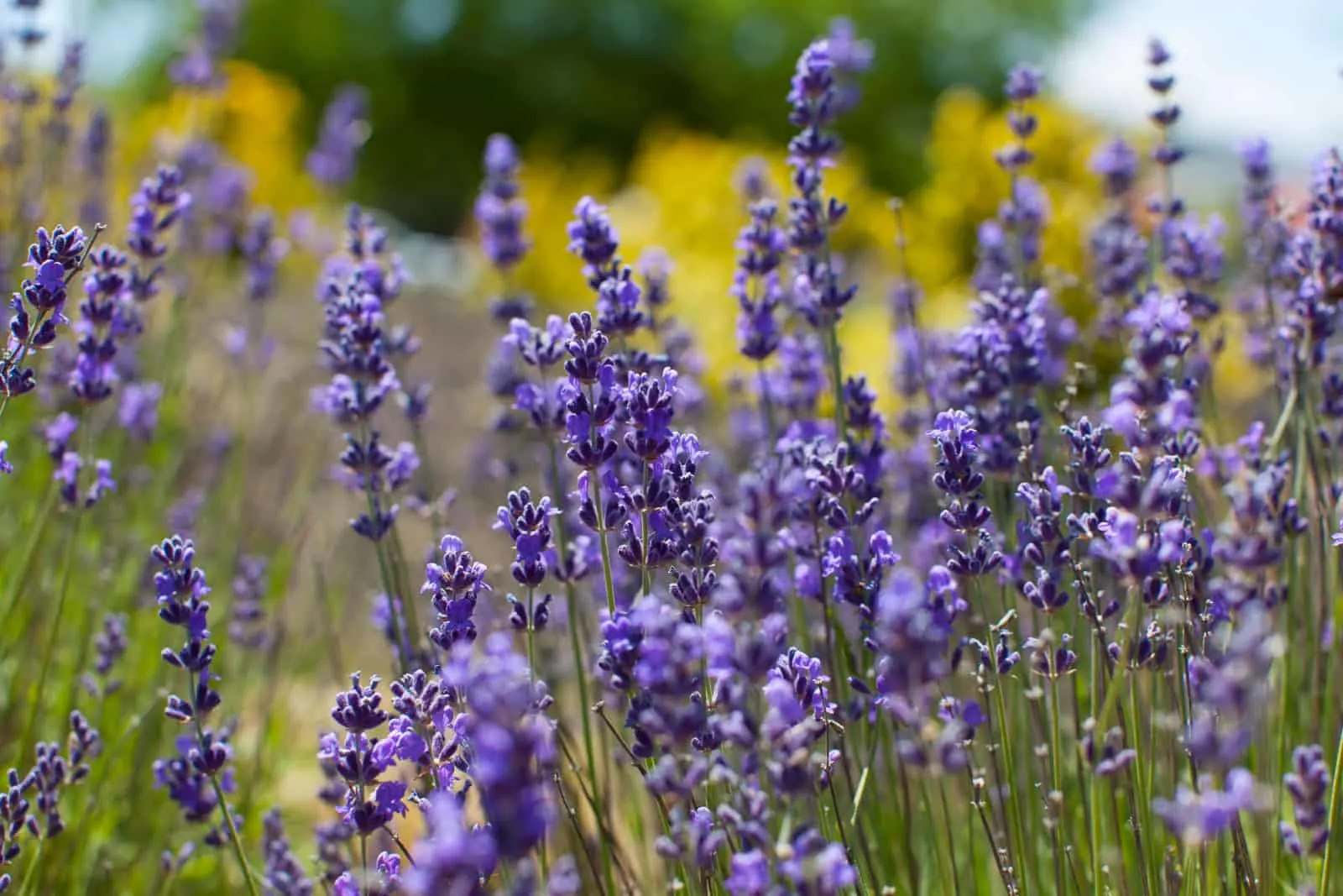 close-up of gorgeous beautiful blooming lavender in napa valley