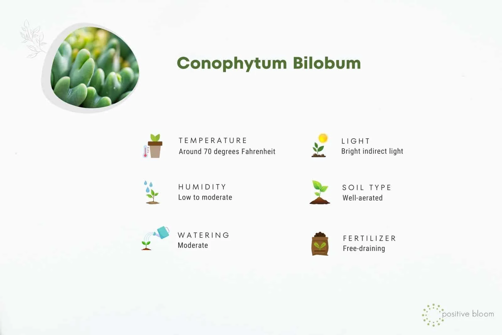conophytum bilobum