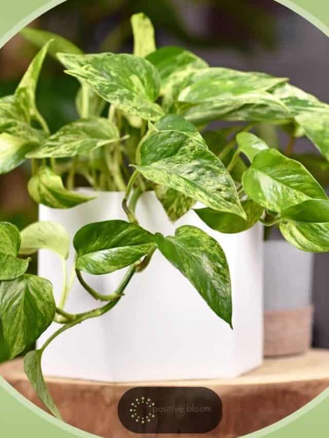 Signs Of An Underwatered Pothos Plant