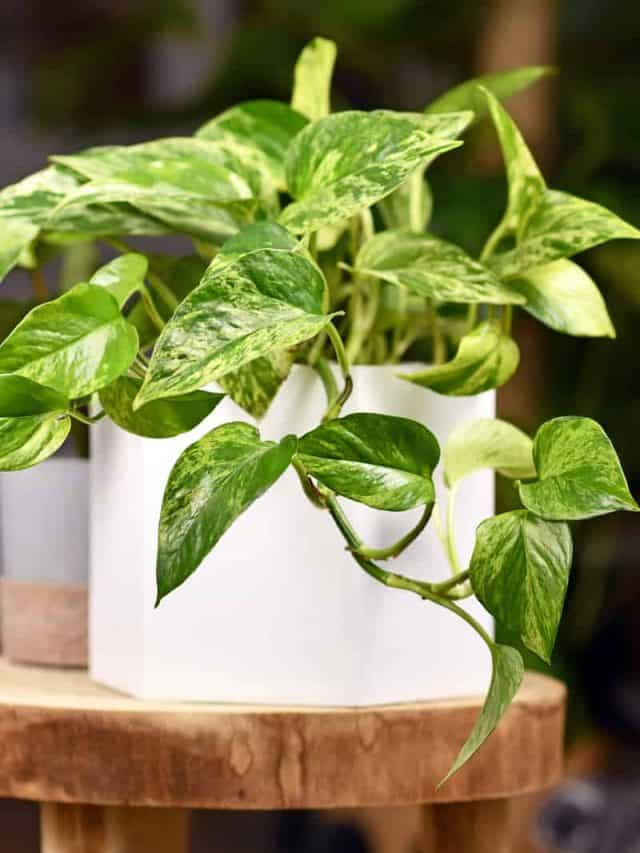 Pothos in white pot sitting on wooden table