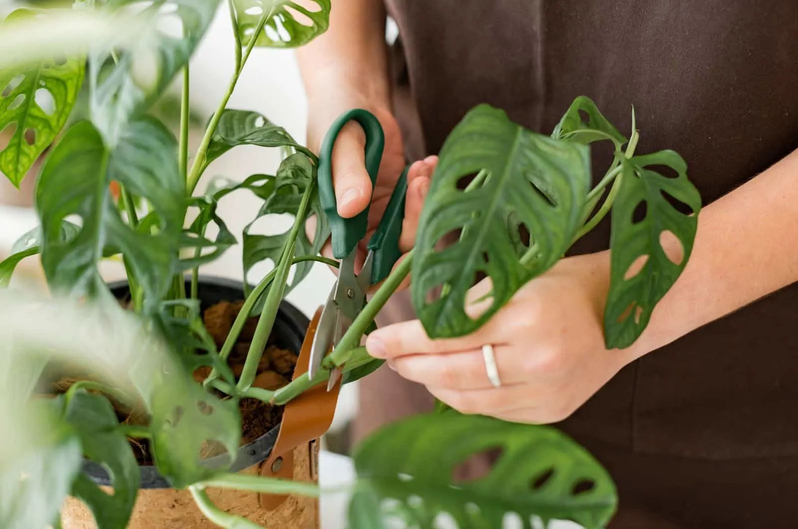 cutting monstera leaves