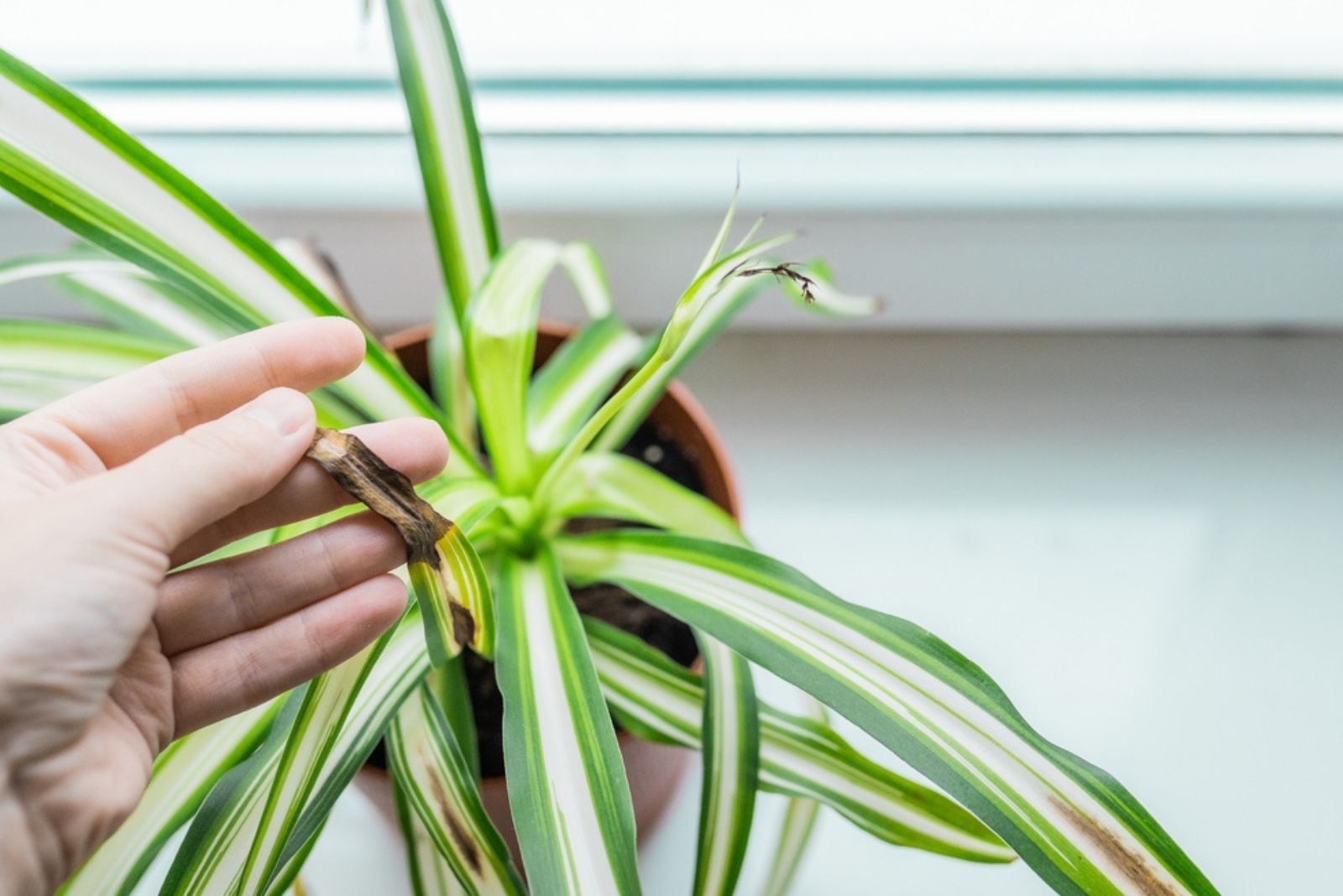 damaged leaves of spider plant