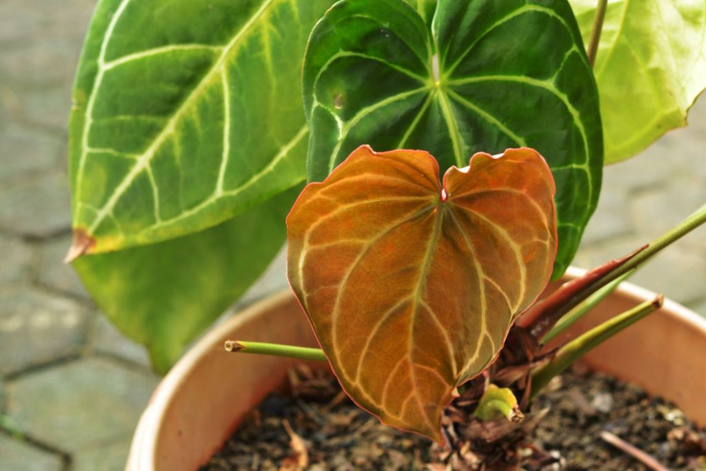 How To Grow An Elephant Ear Plant Indoors (The Best Tips)