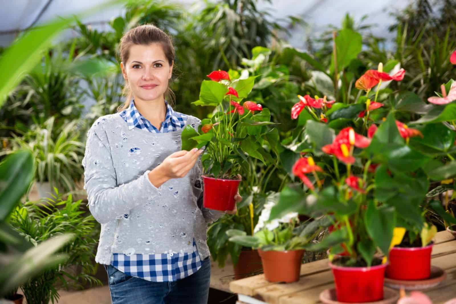 florist working with potted Anthurium flowers in gardening store