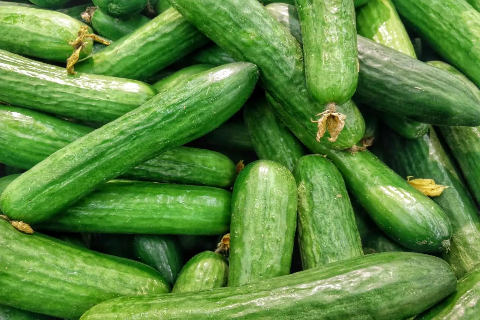 fresh green cucumbers on a pile