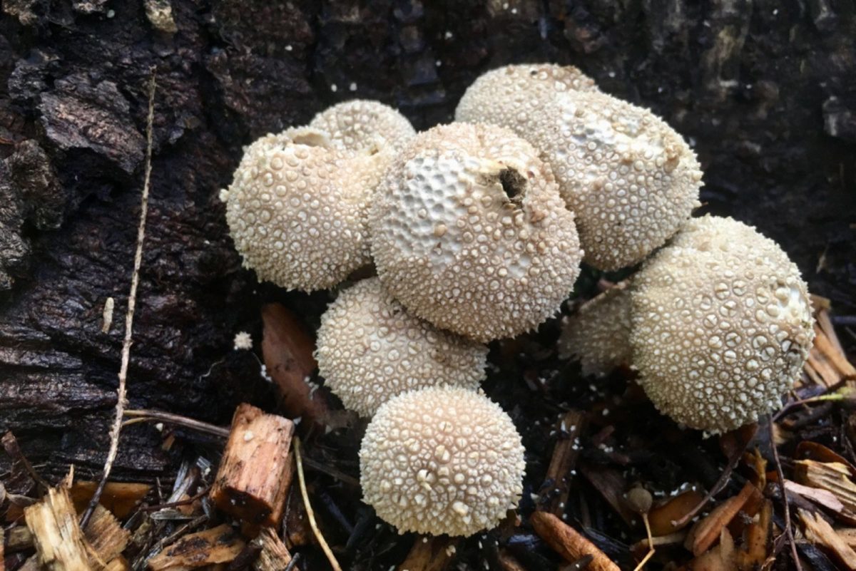 White Fungus Balls In Soil & How To Get Rid Of Them