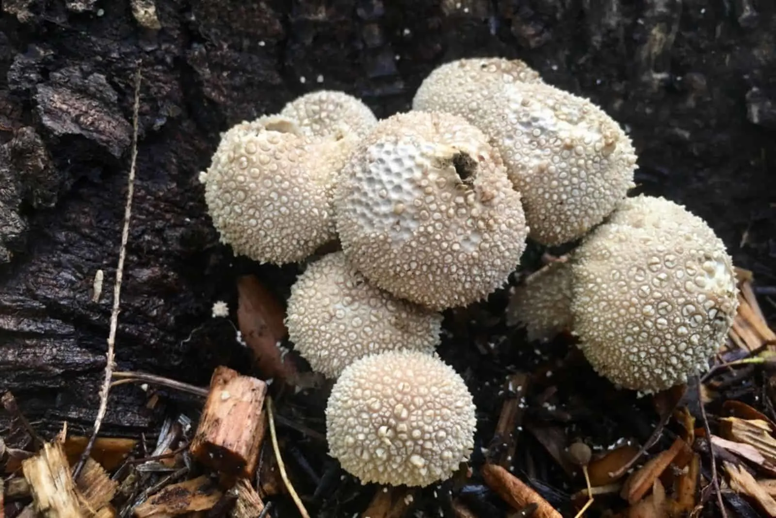 What are the little white fuzzy balls in my plant's soil? Eggs