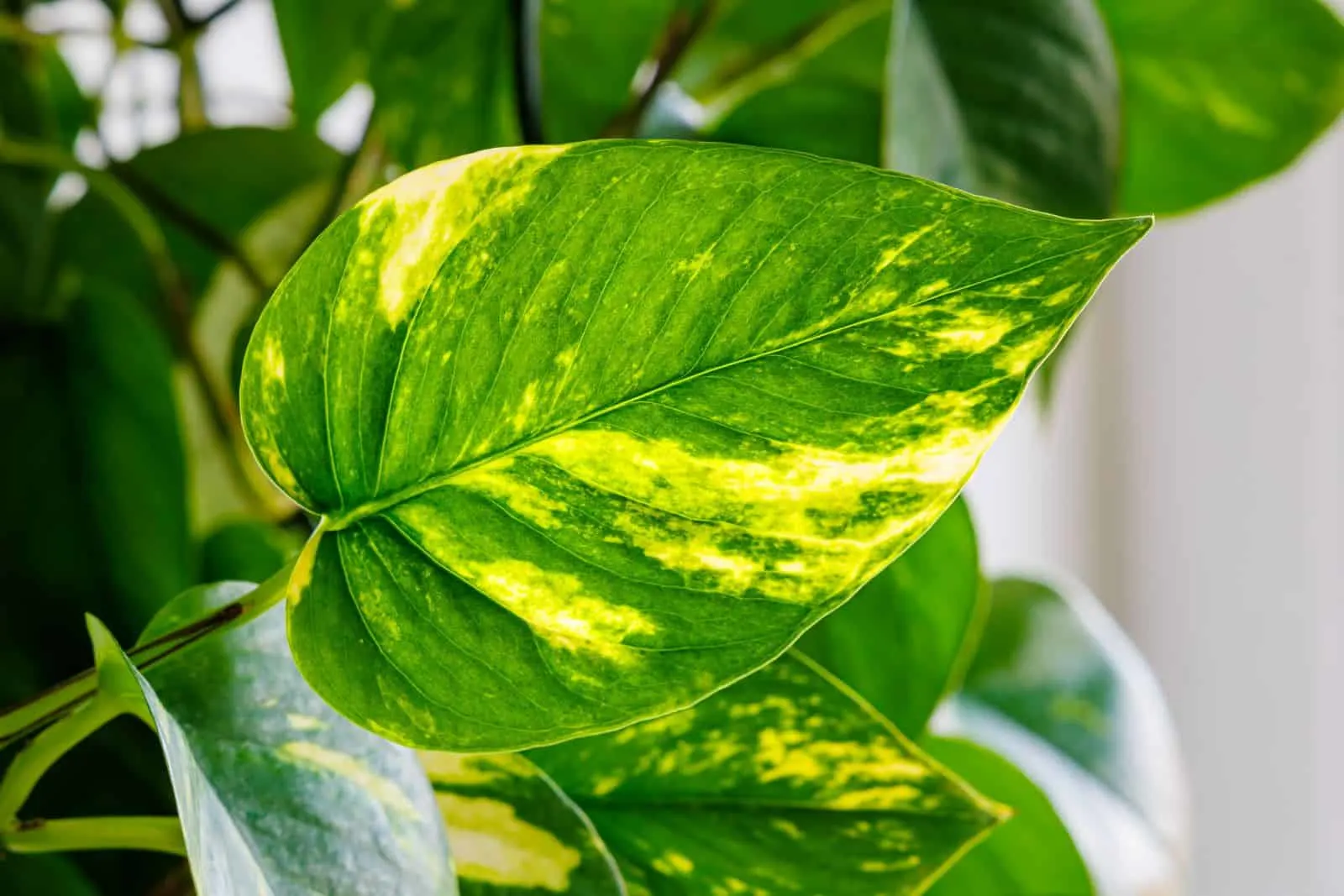 golden pothos leaf with yellow details