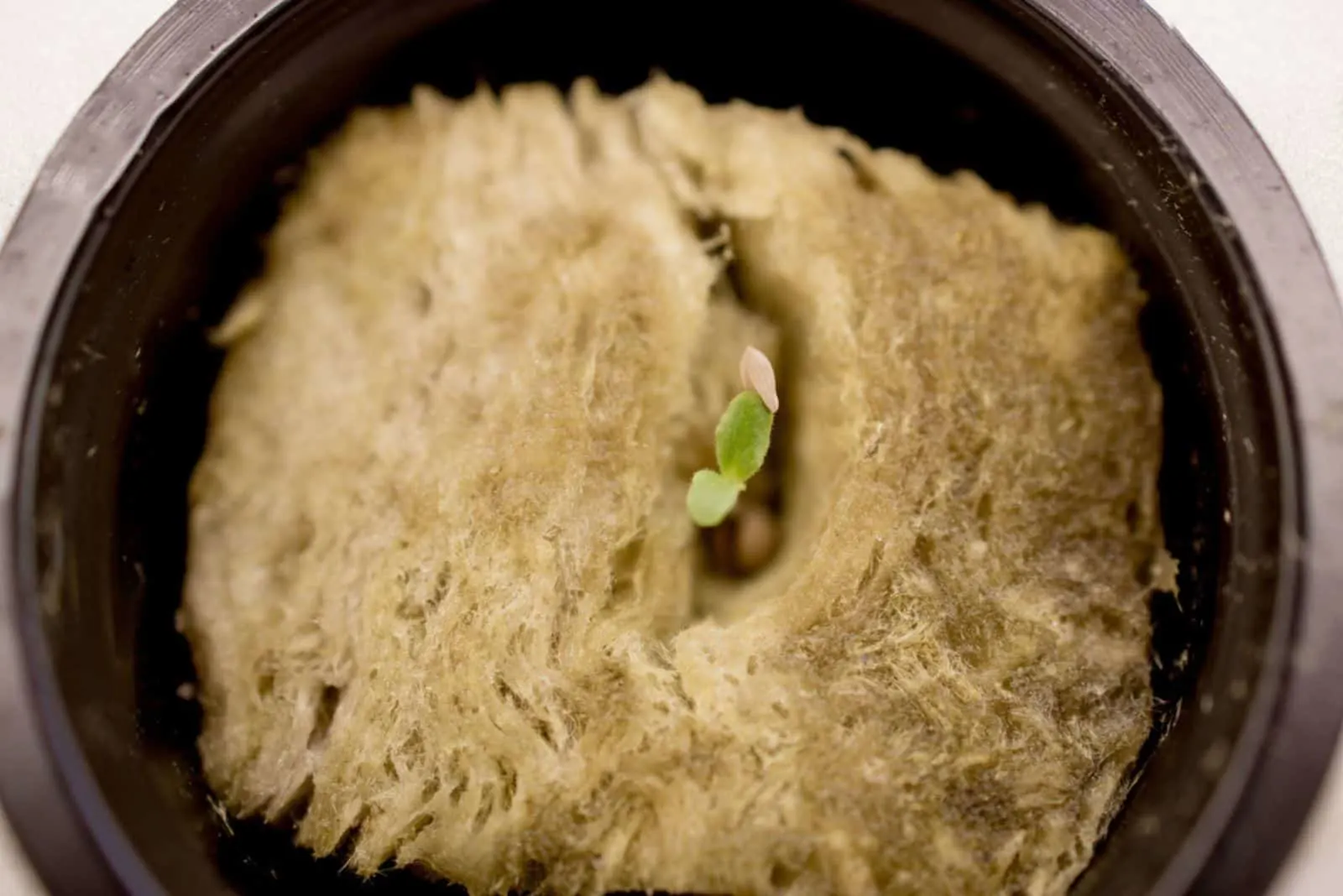 green sprout on the rockwool in a pot