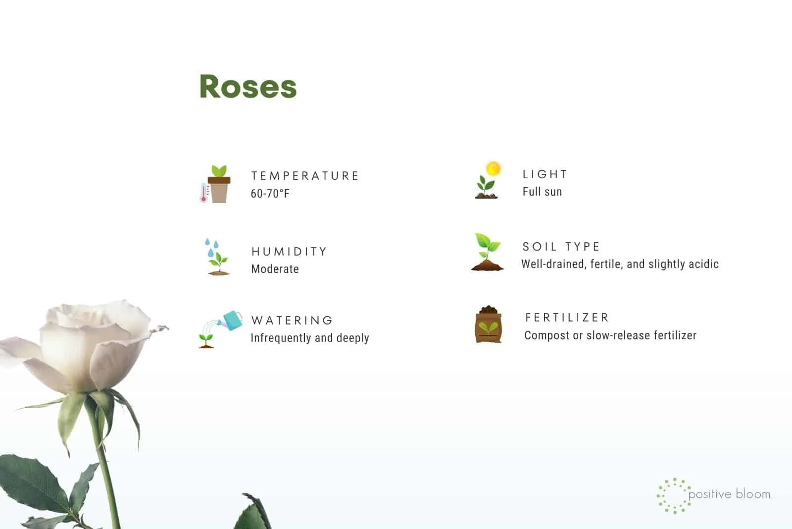 how to grow roses
