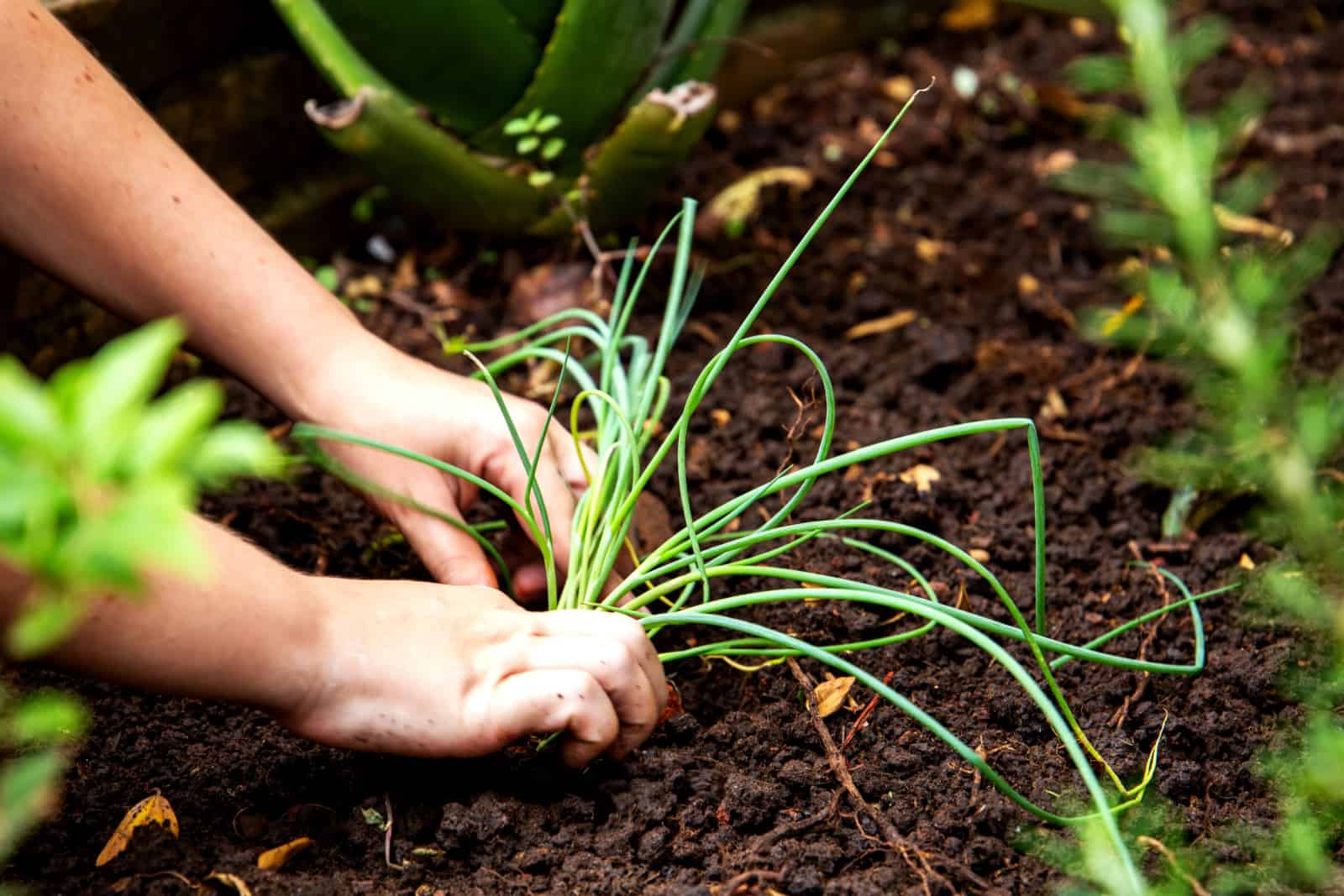 hand of a woman planting the chives seasoning in an orta at her house