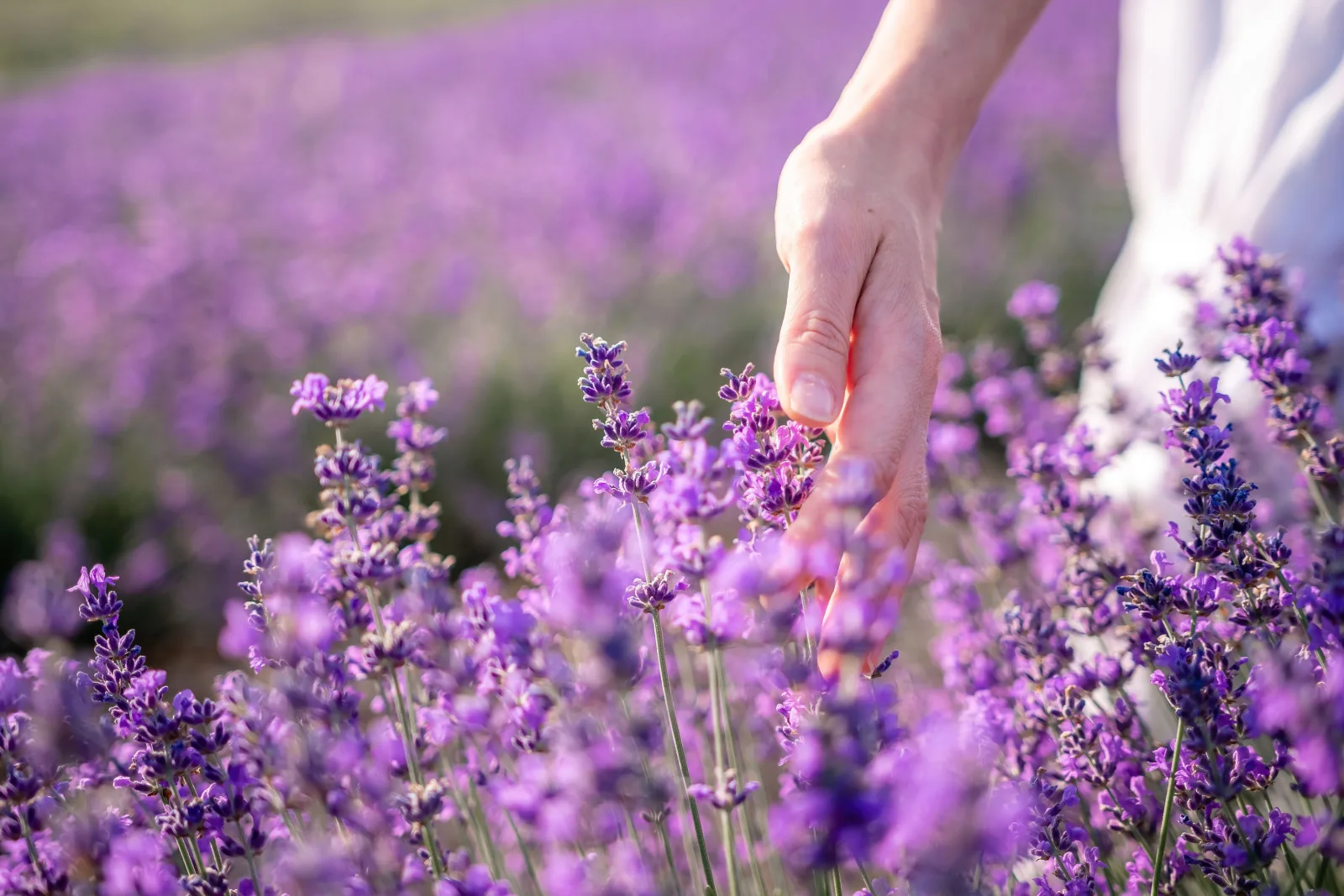 hand of happy young woman in white dress on blooming fragrant lavender fields with endless rows