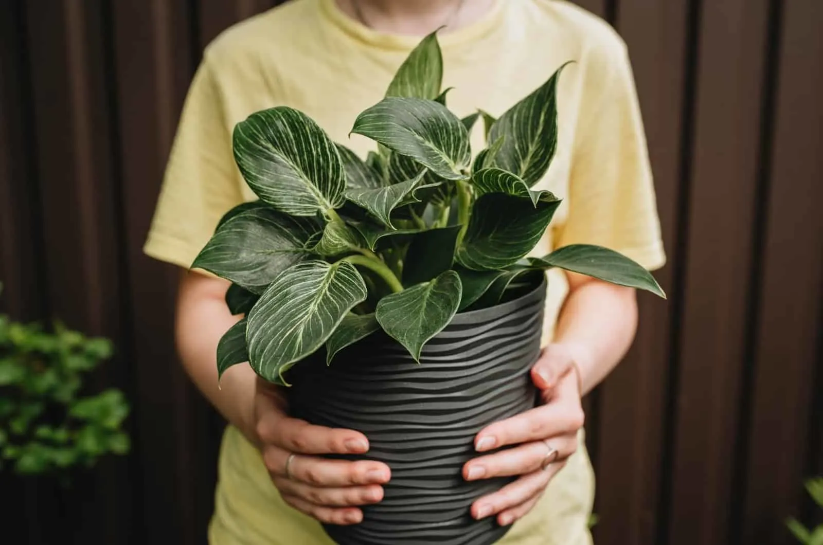 hands holding Philodendron