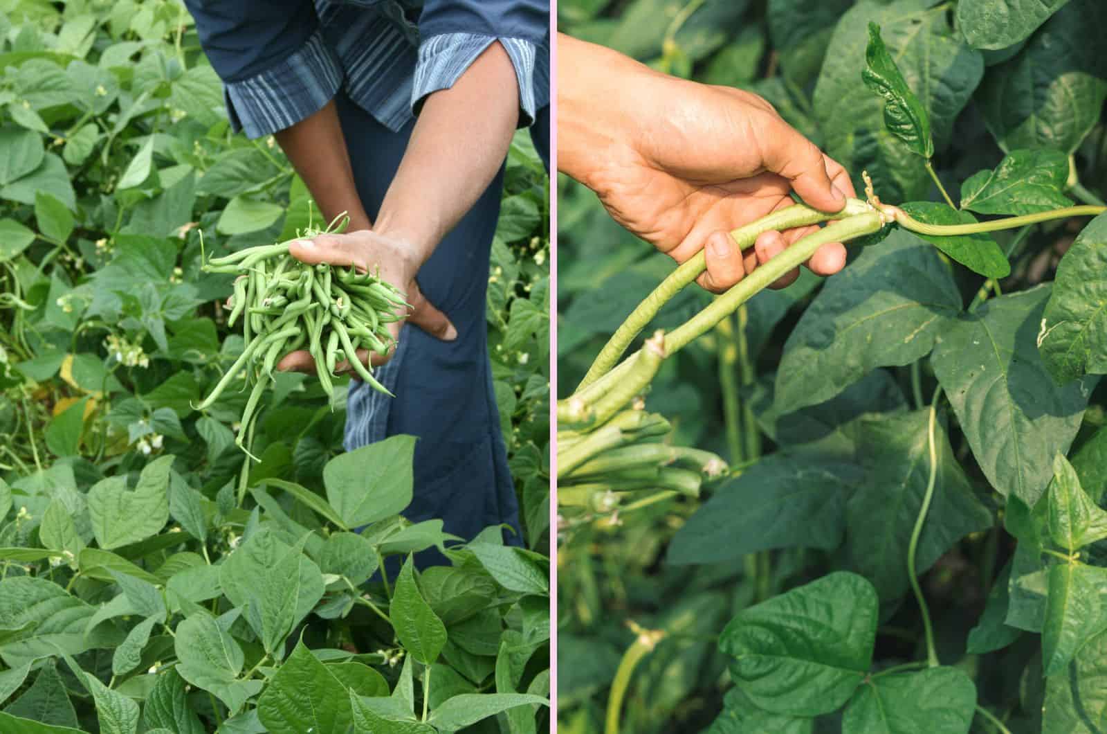 harvesting Bush Bean and Pole Bean