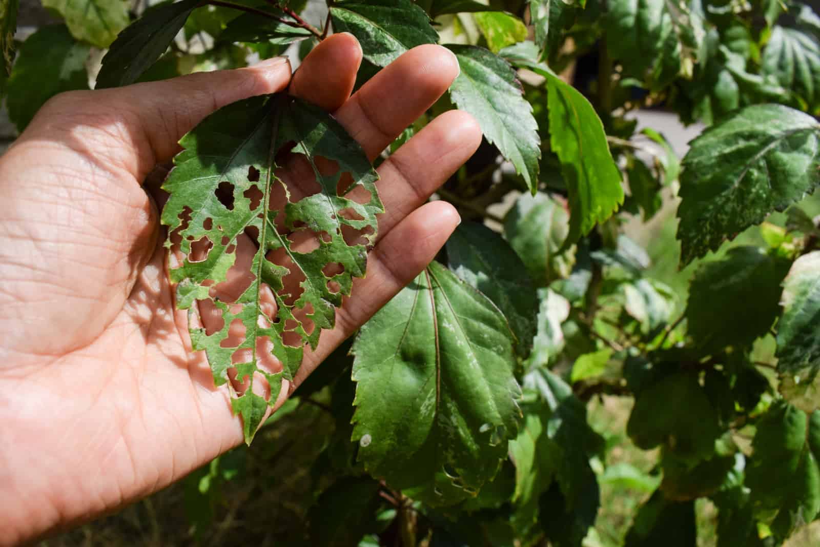 hibiscus leaf damaged by pests
