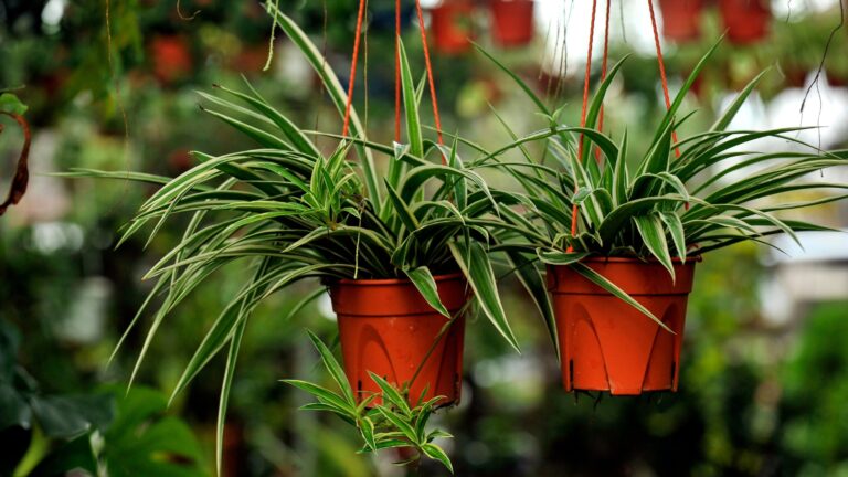 how to make spider plant bushier