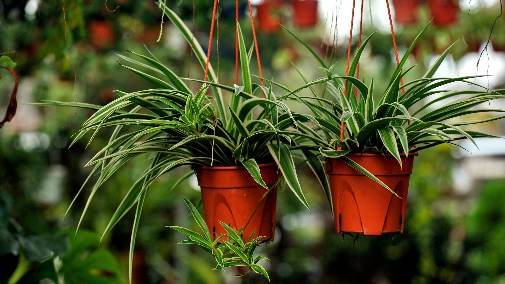 How To Make Spider Plant Bushier: Top Tips And Tricks