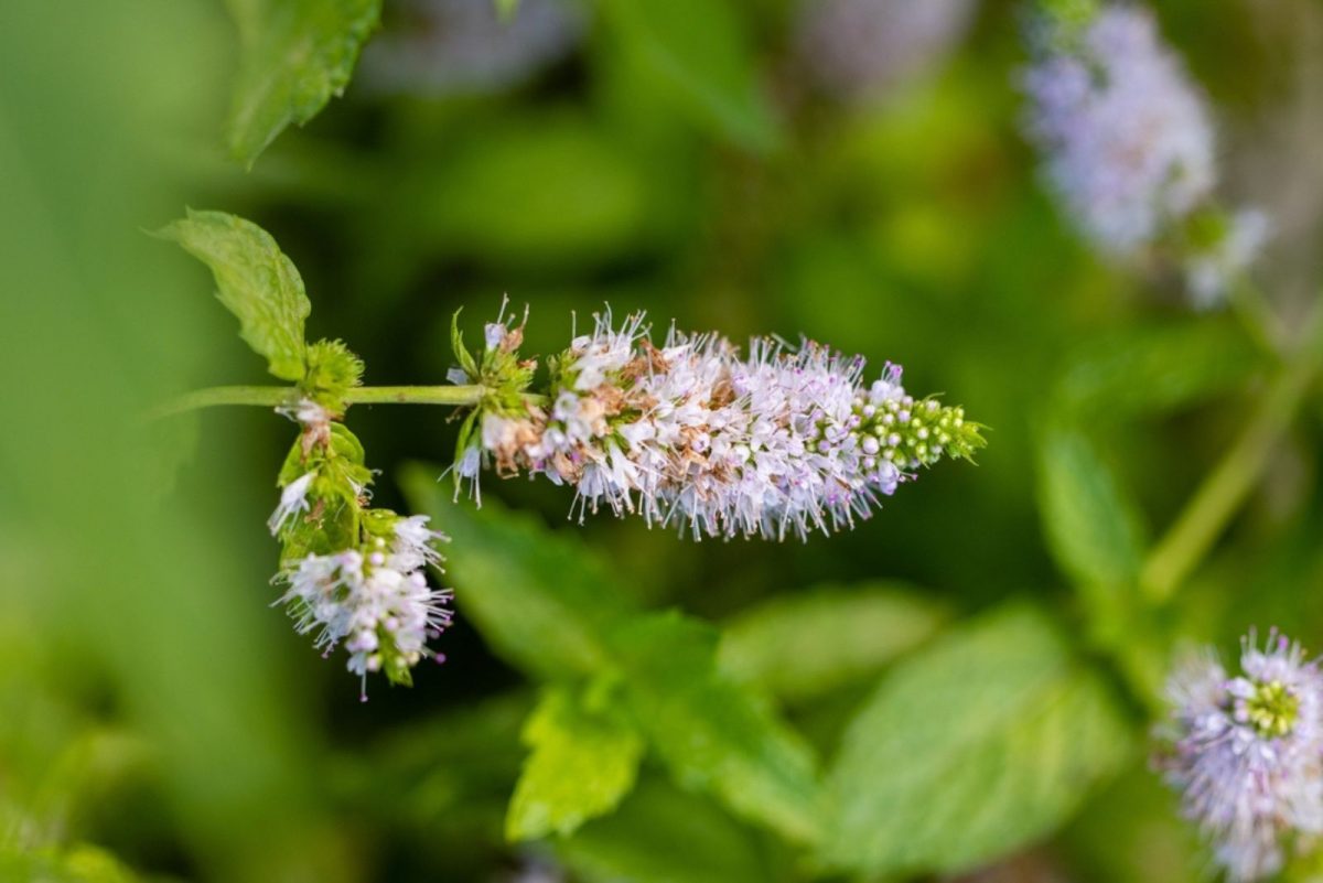 Everything You Need To Know About Flowering Peppermint