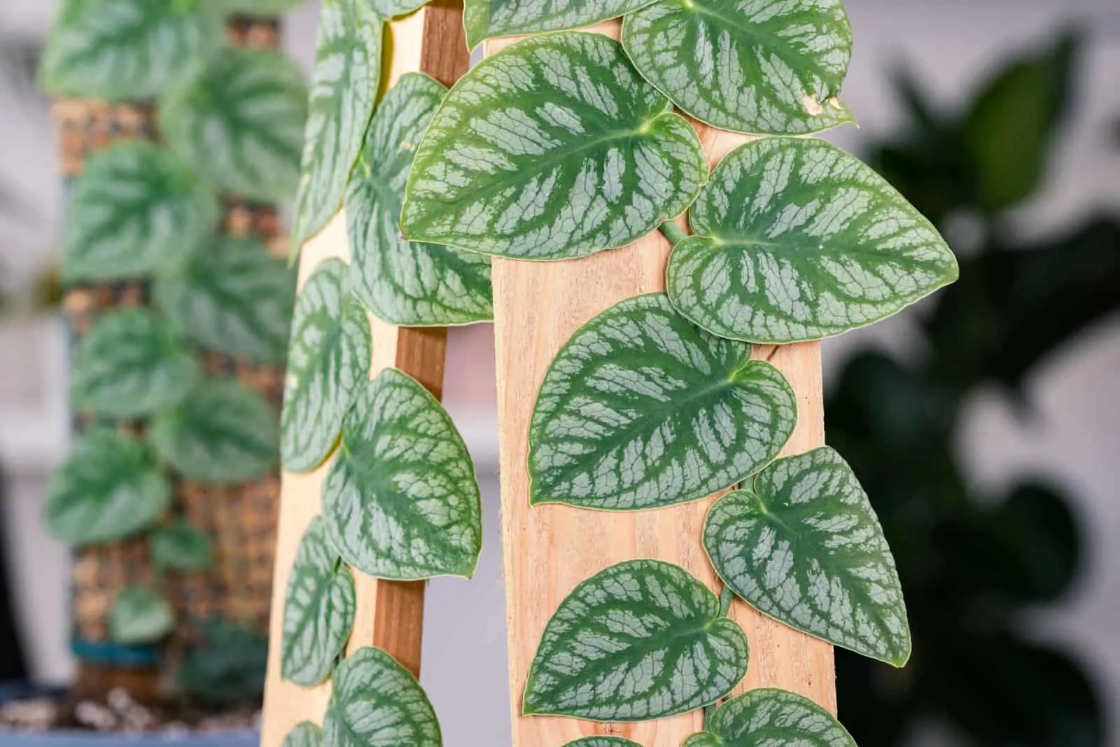 monstera dubia plant leaves
