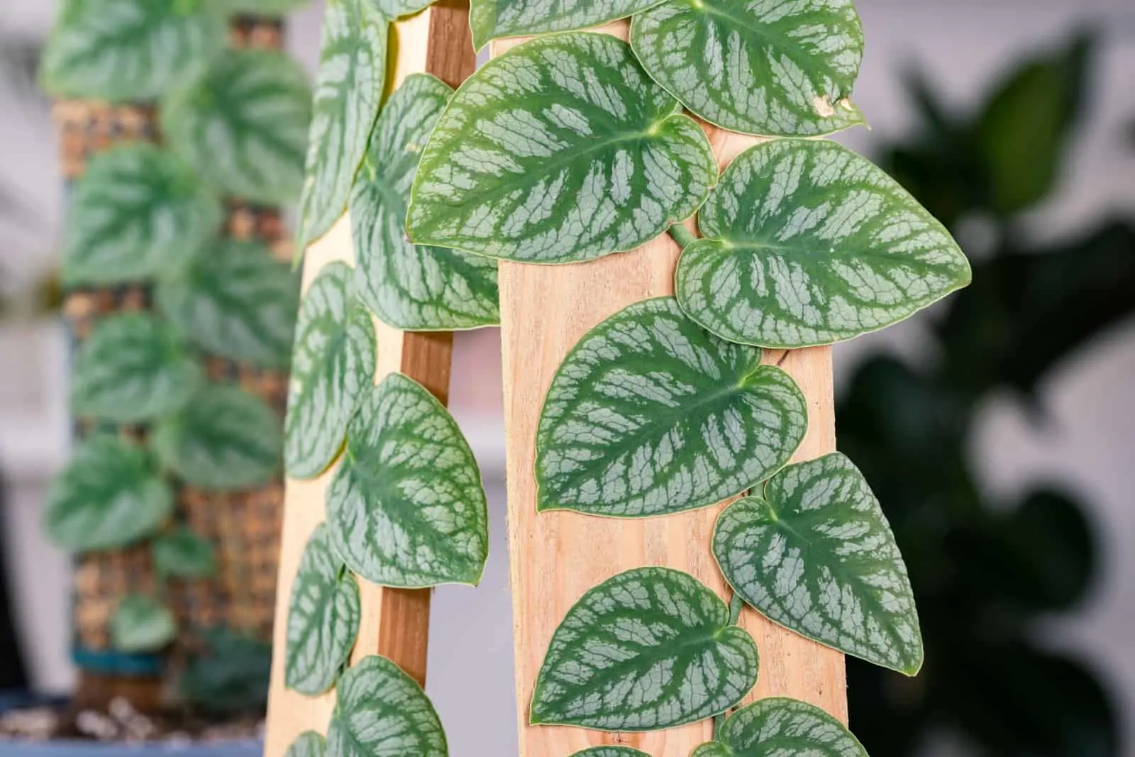A Complete Care Guide To The Stunning Monstera Dubia A Complete Care Guide To The Stunning Monstera Dubia