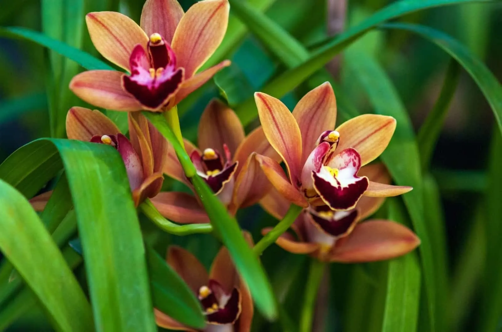 orange Terrestrial Orchid