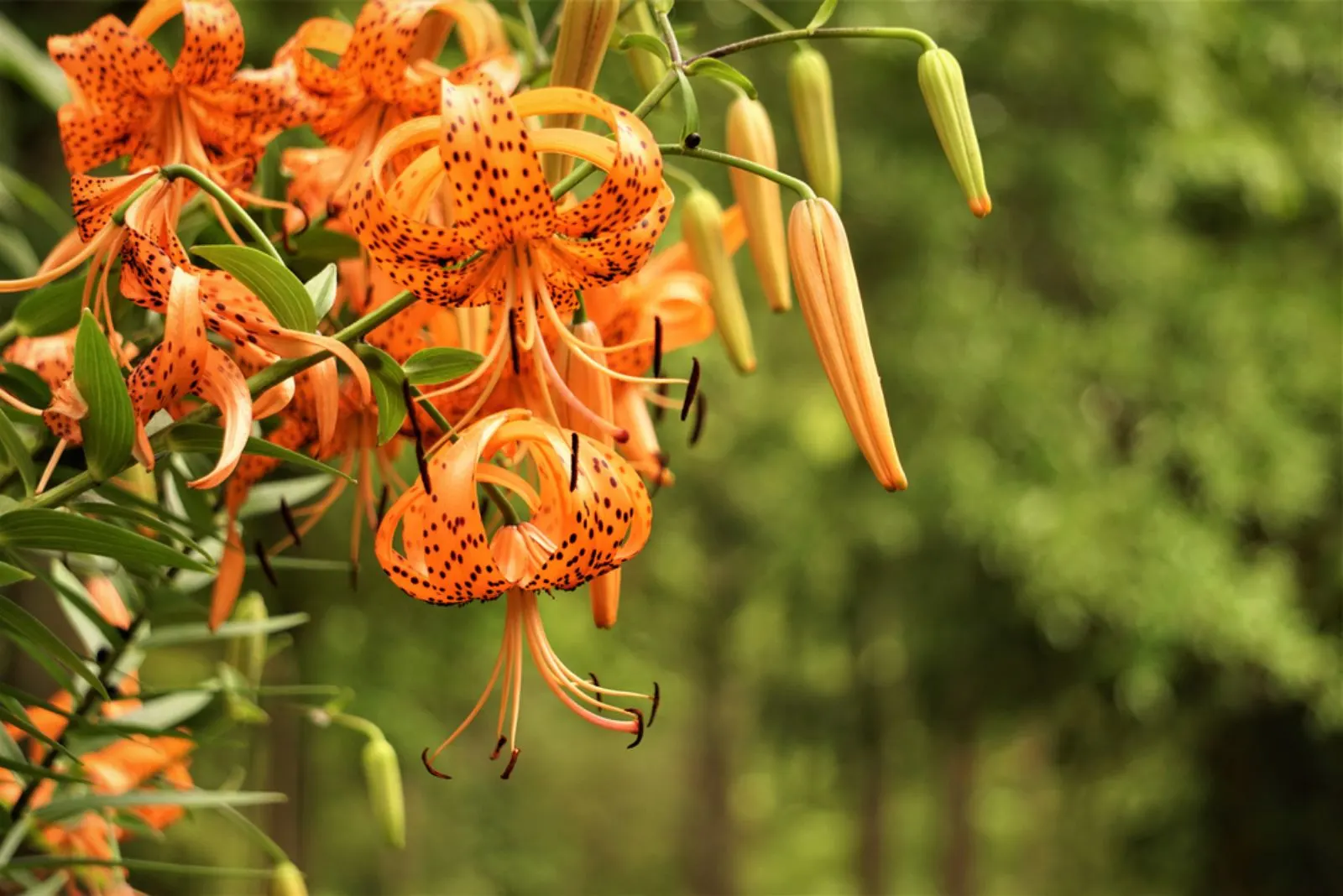 orange flowers of Tiger Lilies