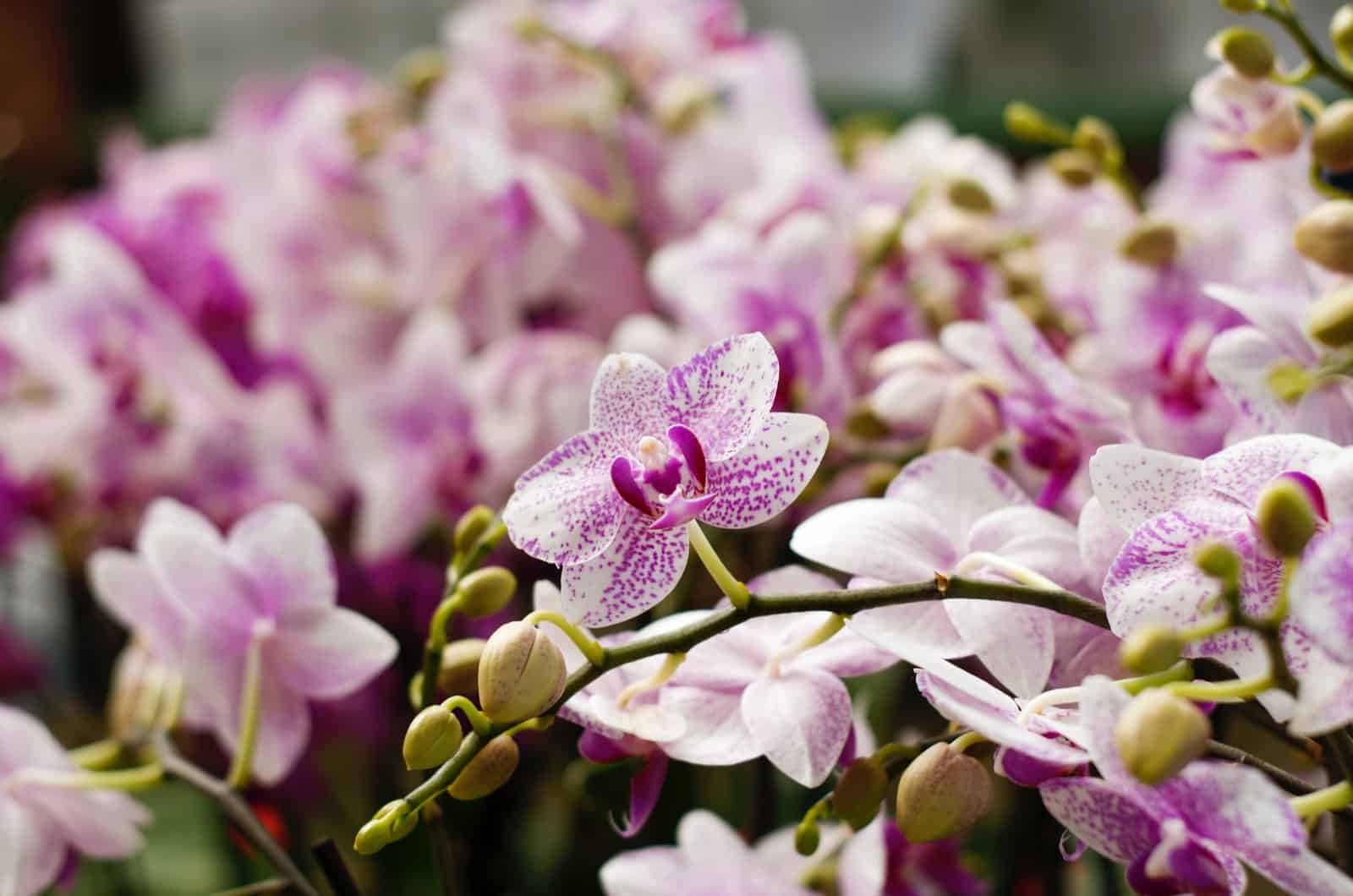 photo of orchid flowers blooming