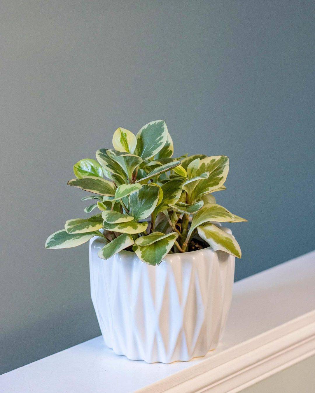 peperomia plant in a beautiful white pot