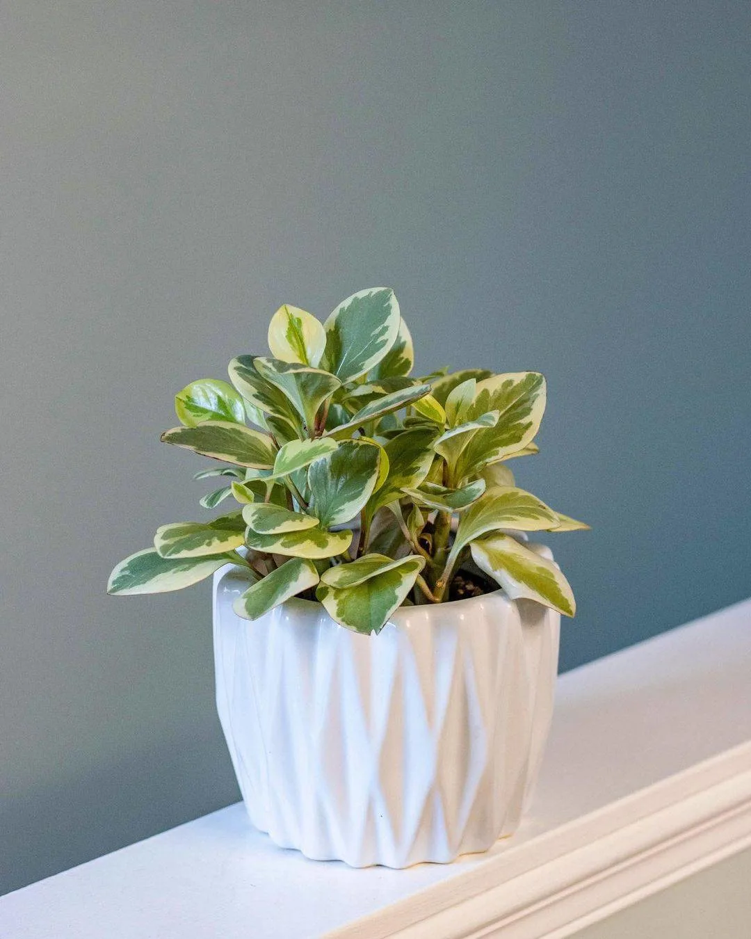peperomia plant in a beautiful white pot