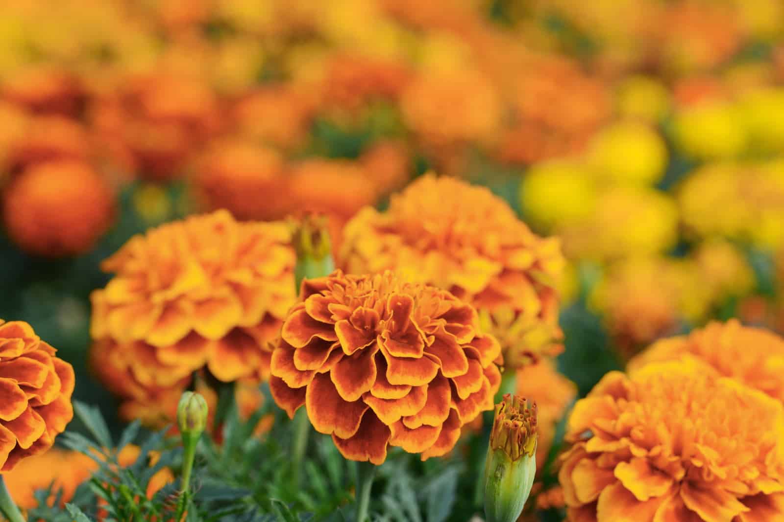 photo of a field of marigolds