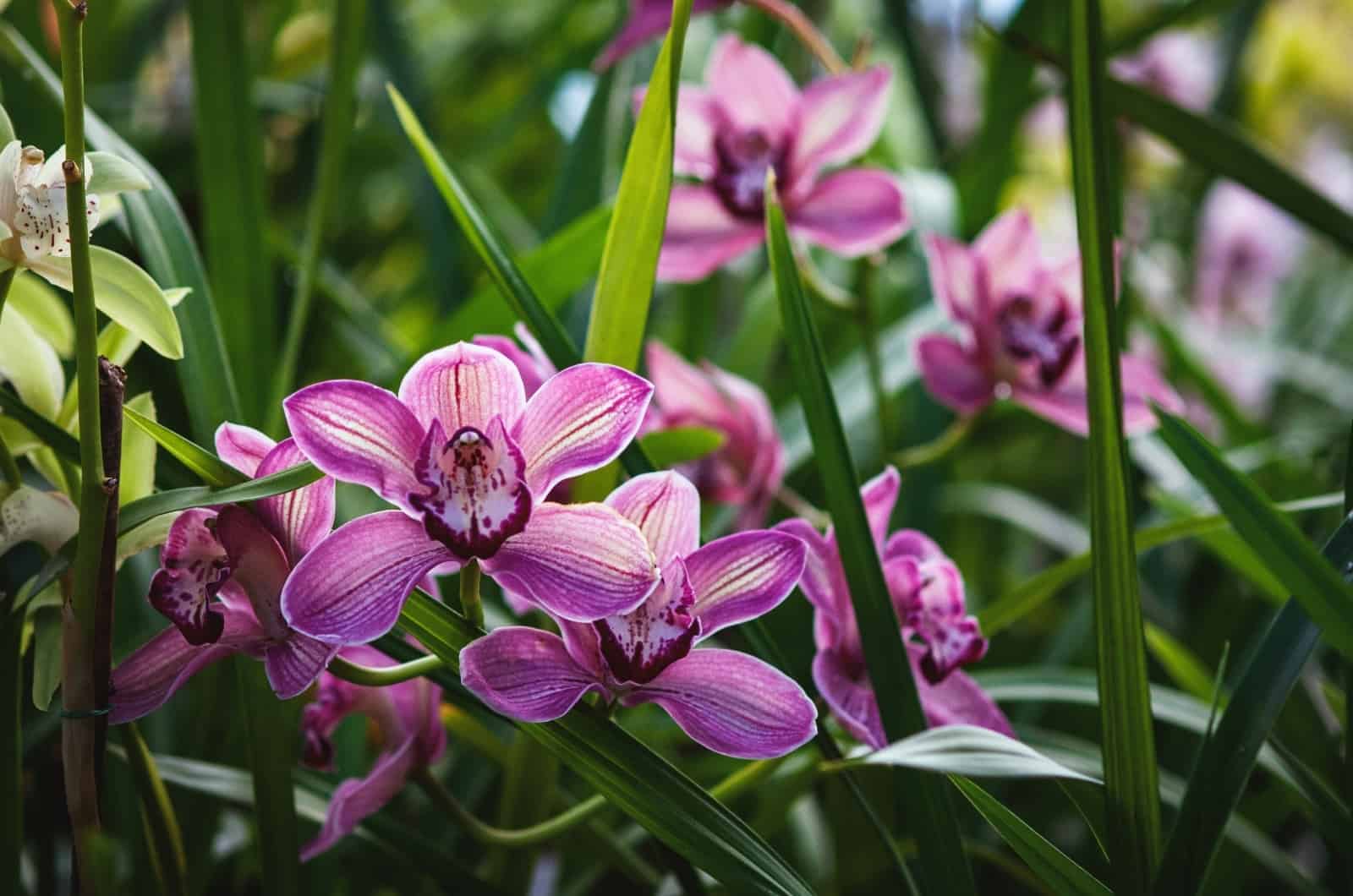 pink Terrestrial Orchid