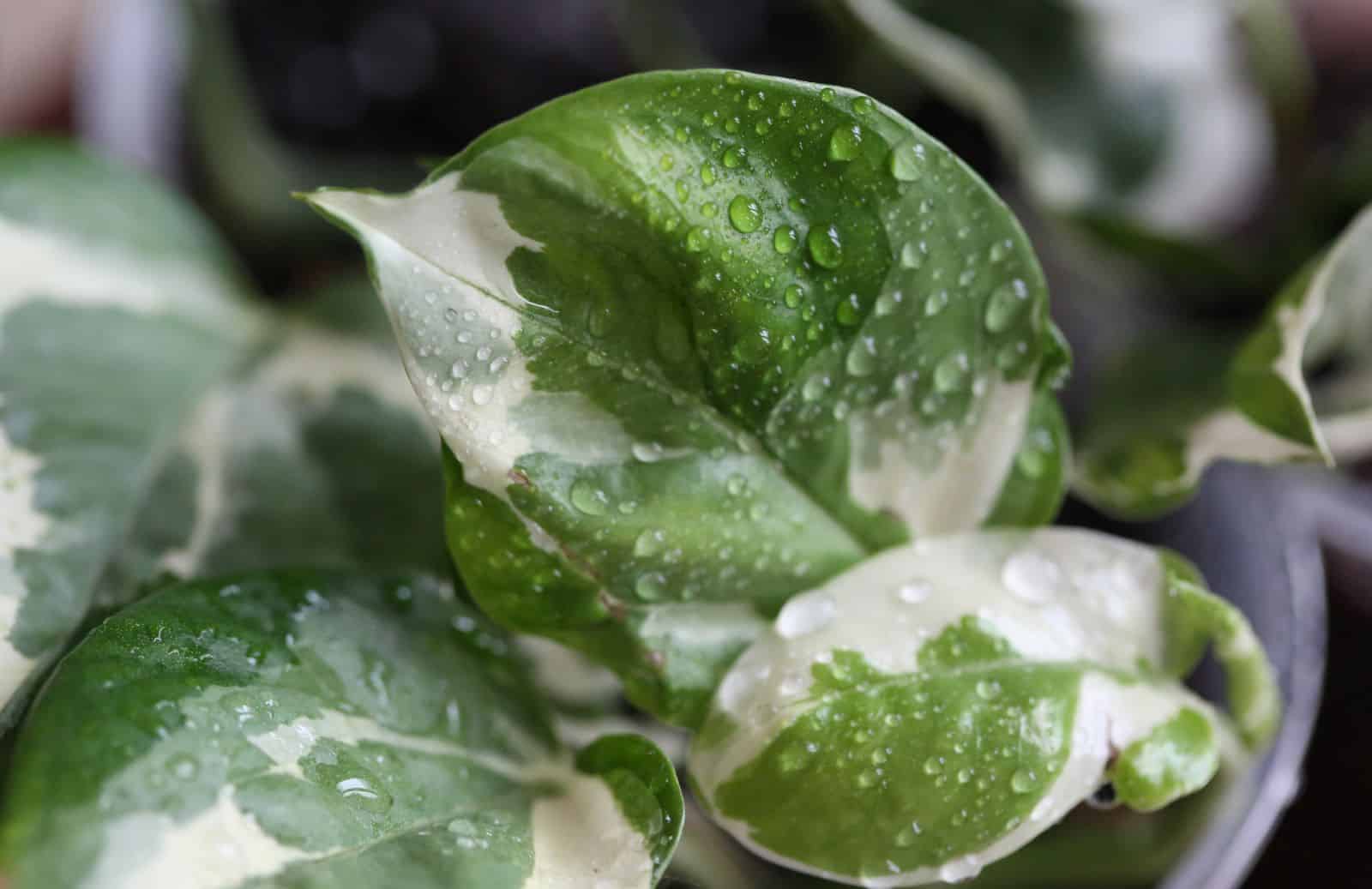 pothos leaves with water droplets