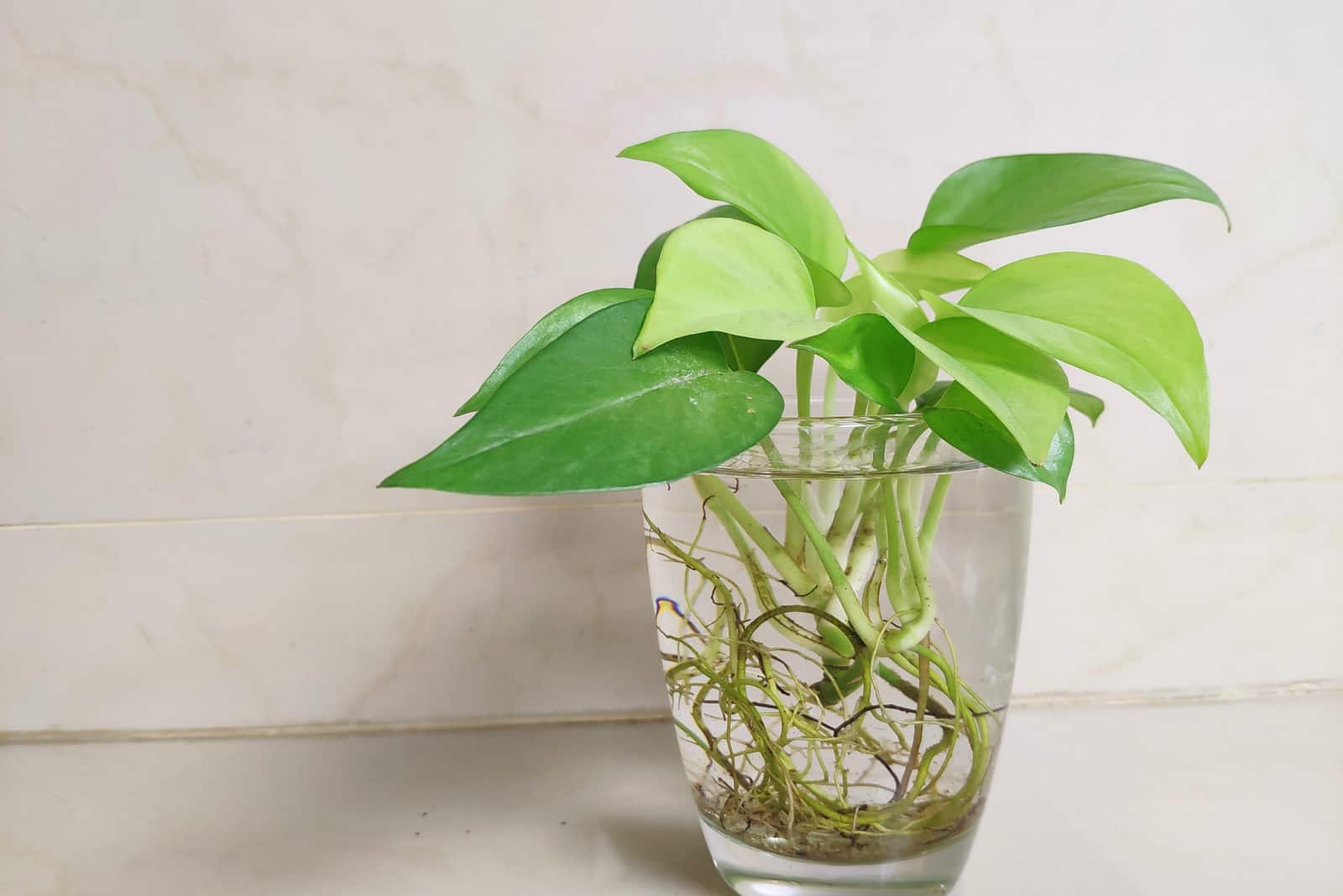 pothos with aerial roots