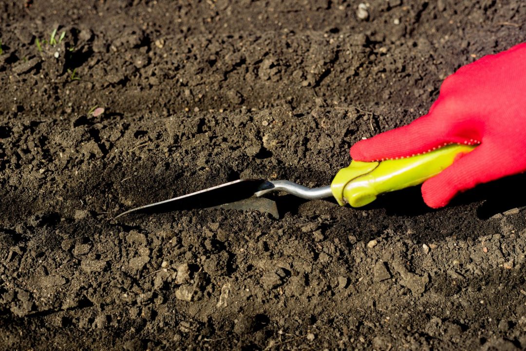 A Complete Guide Through All The Zinnia Growth Stages