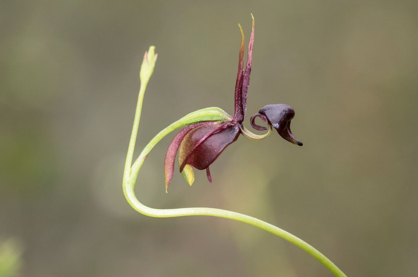 single Terrestrial Orchid