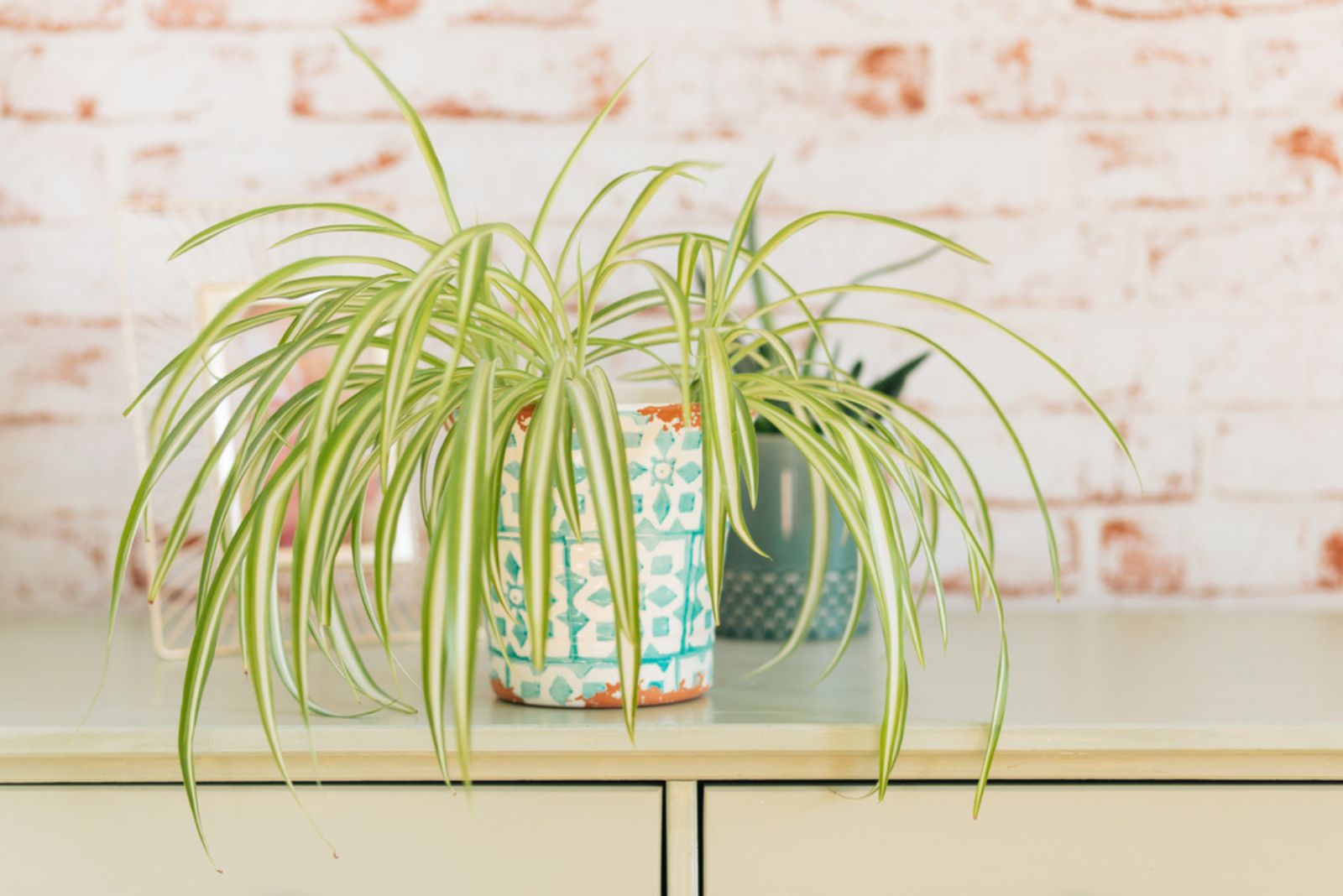 spider plant in ceramic pot