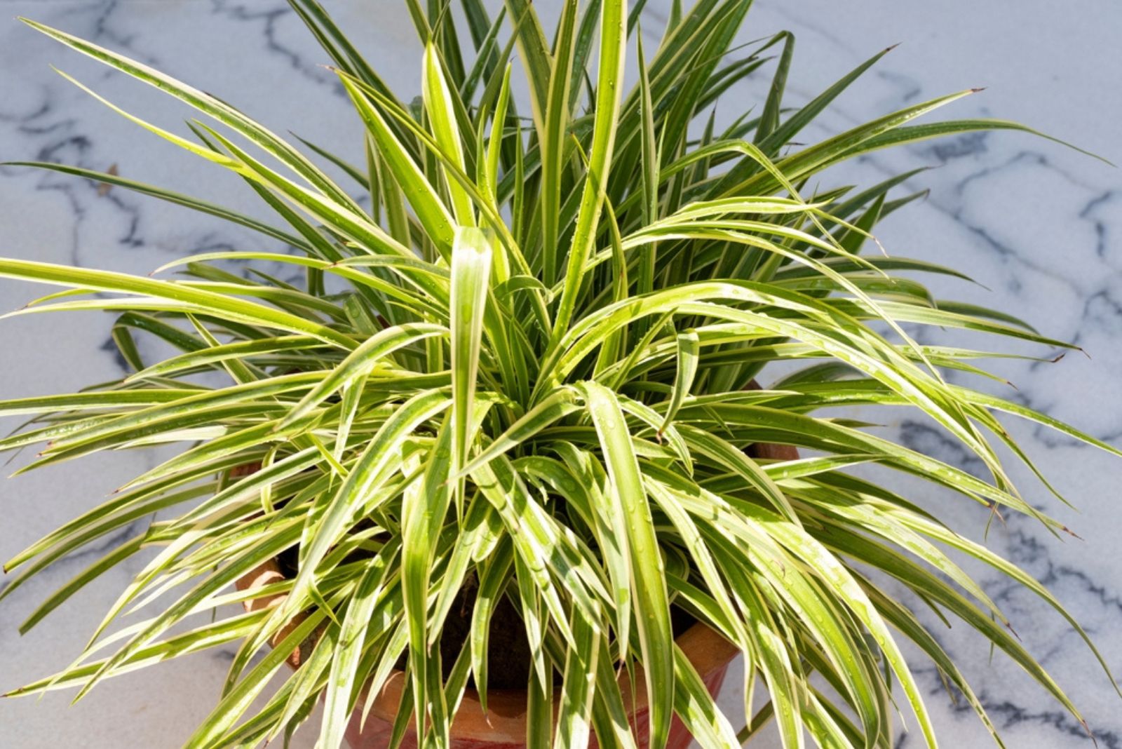 spider plant in sunlight