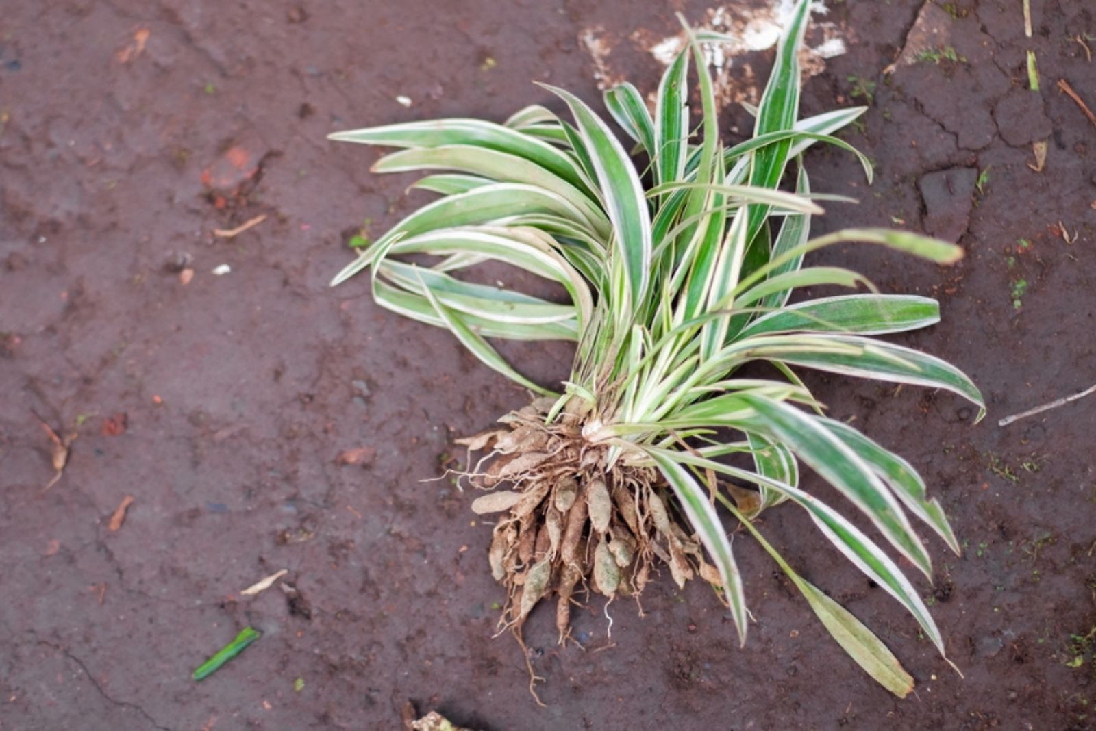 spider plant on ground