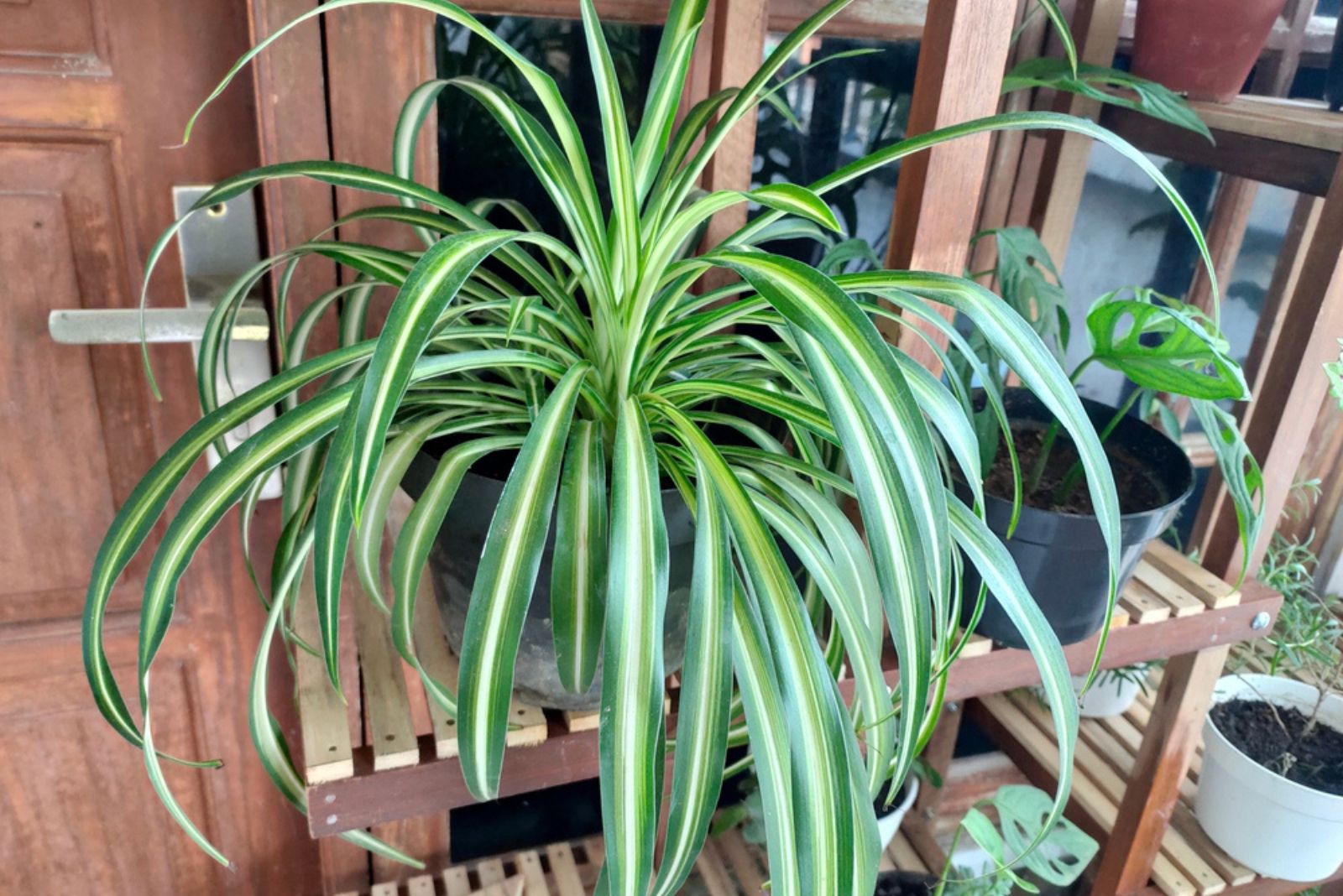 spider plant on shell