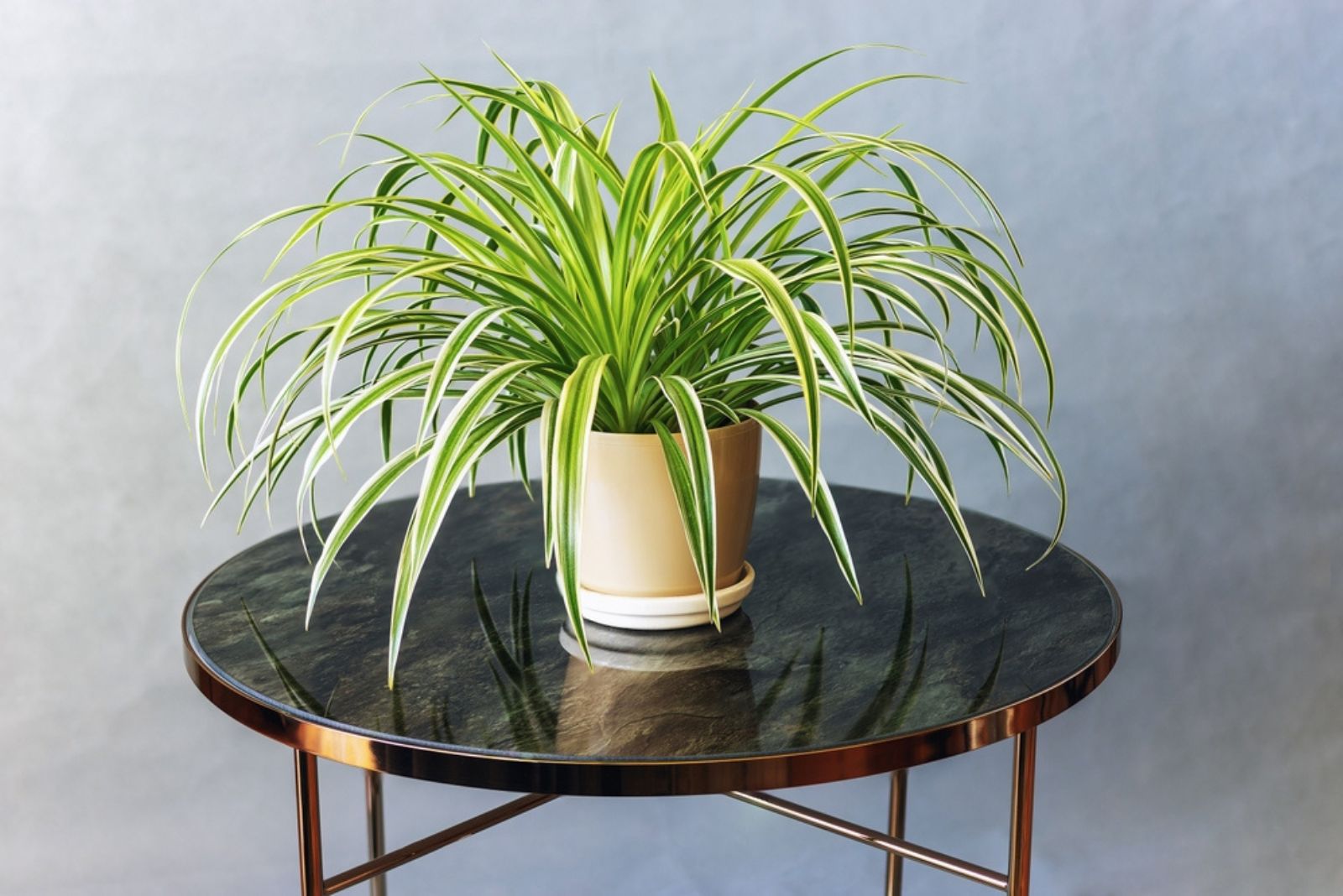 spider plant on the table