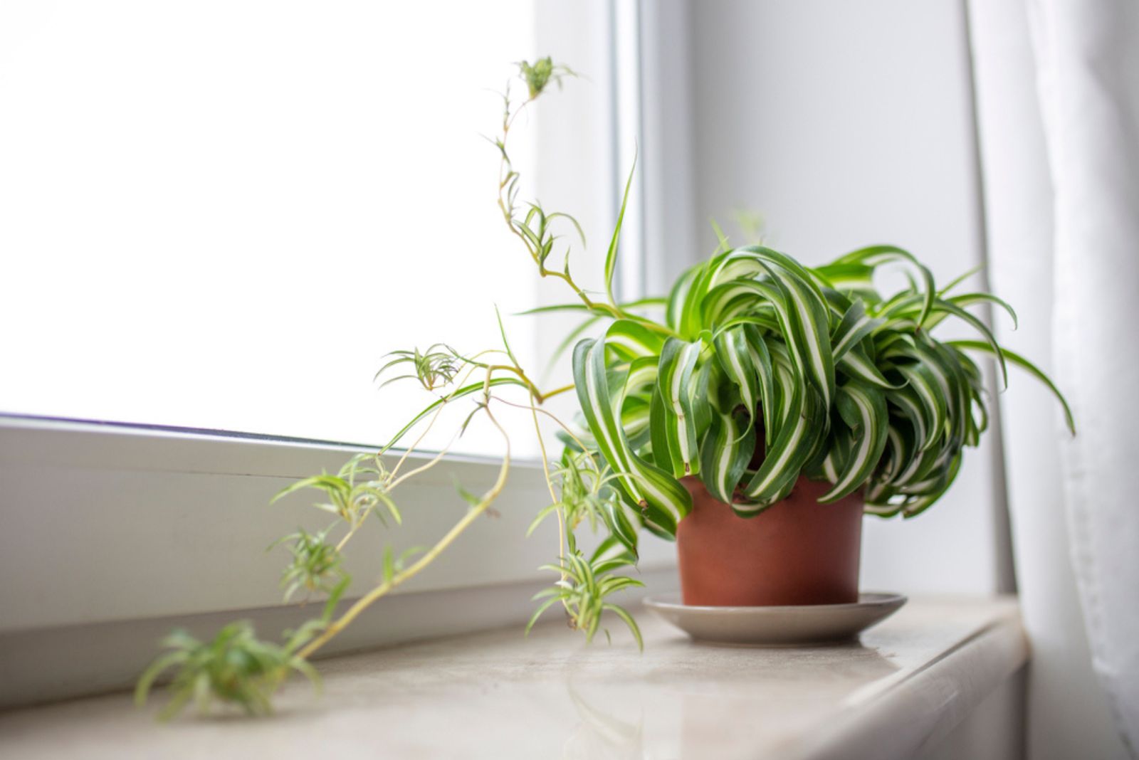 spider plant on windowsill