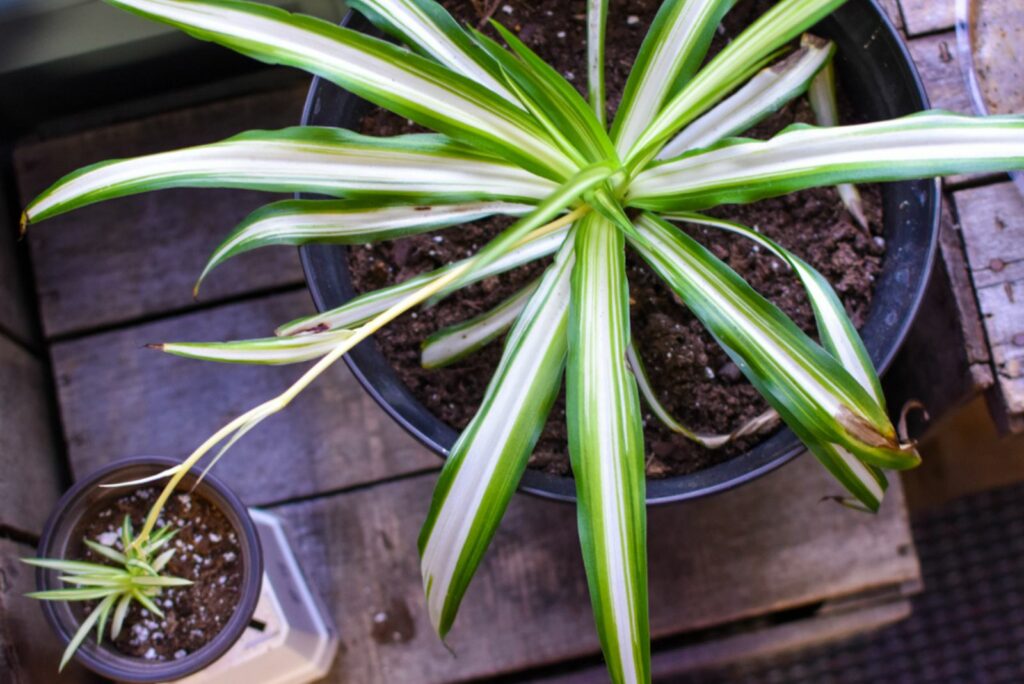 spider plants in pots