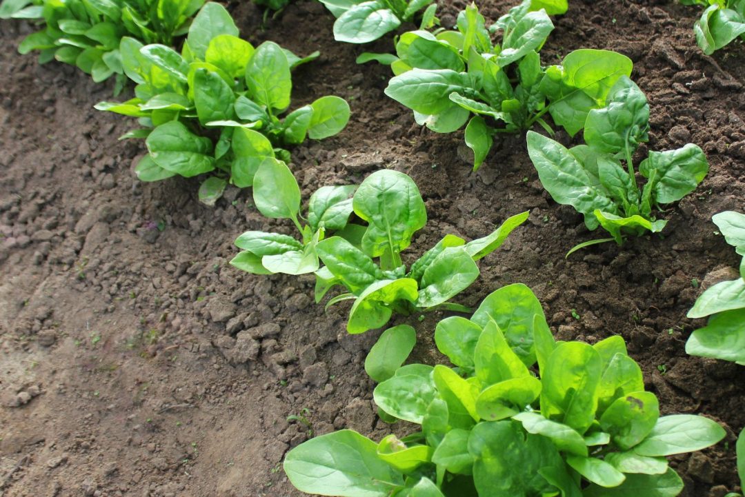 The Best Methods For Growing Spinach Indoors