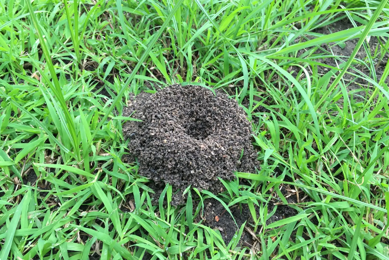 the ants made a hill in the grass