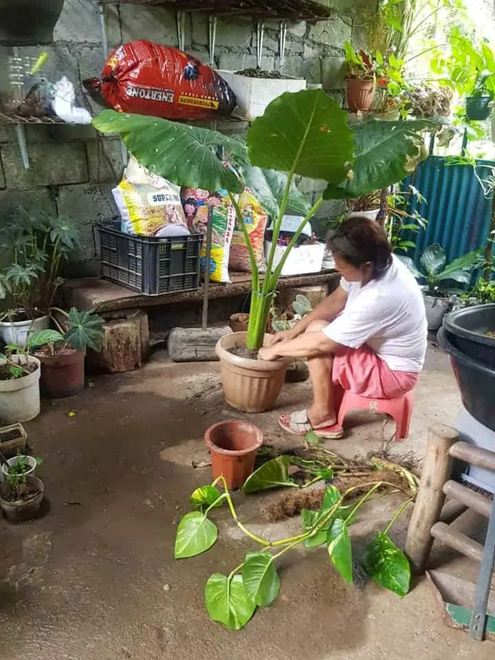 the woman transplants the Elephant ear plant into a larger pot