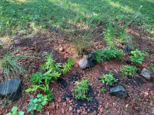 How To Take Care Of Creeping Phlox In Winter