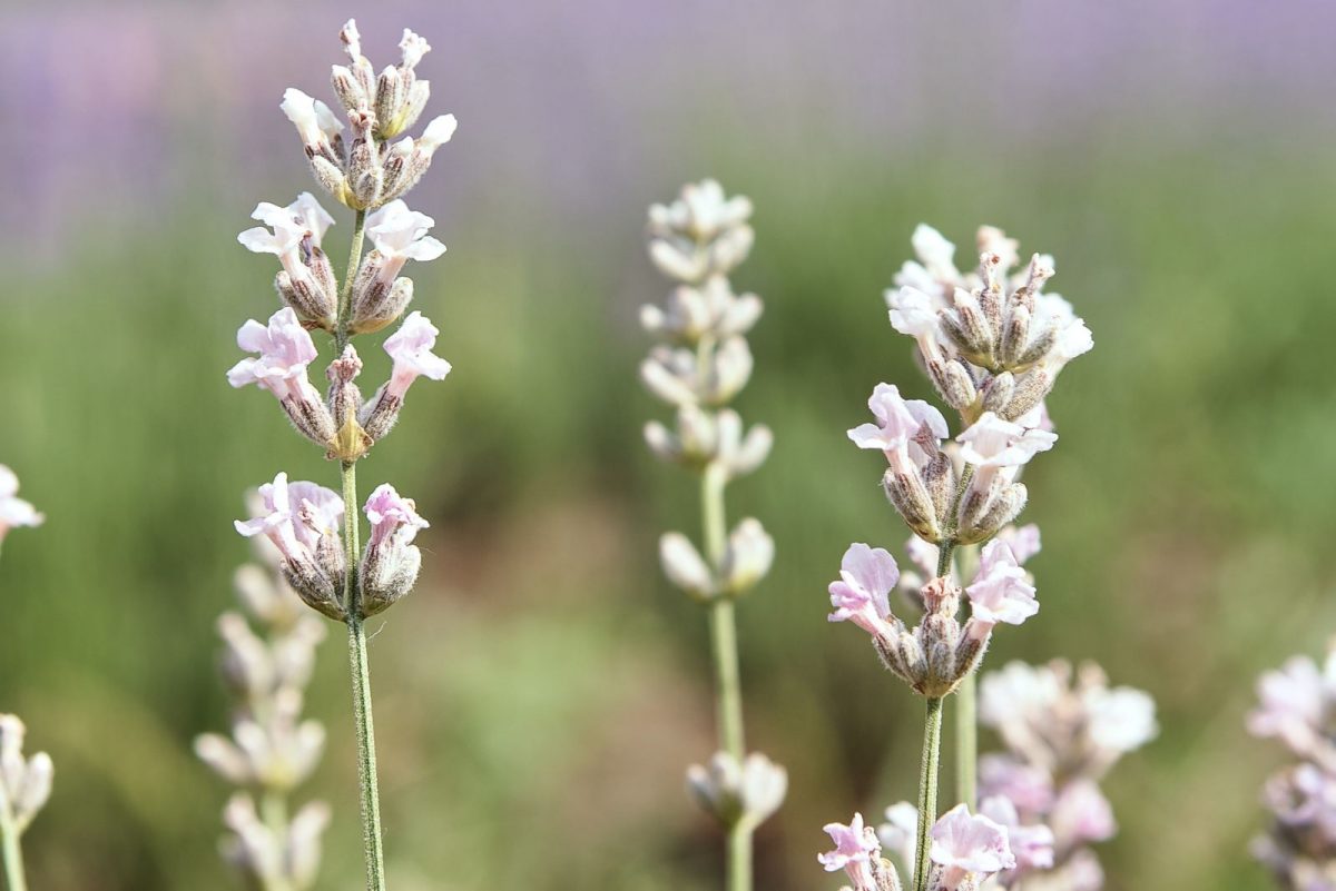 How To Grow The White Lavender Plant + 8 Great Varieties