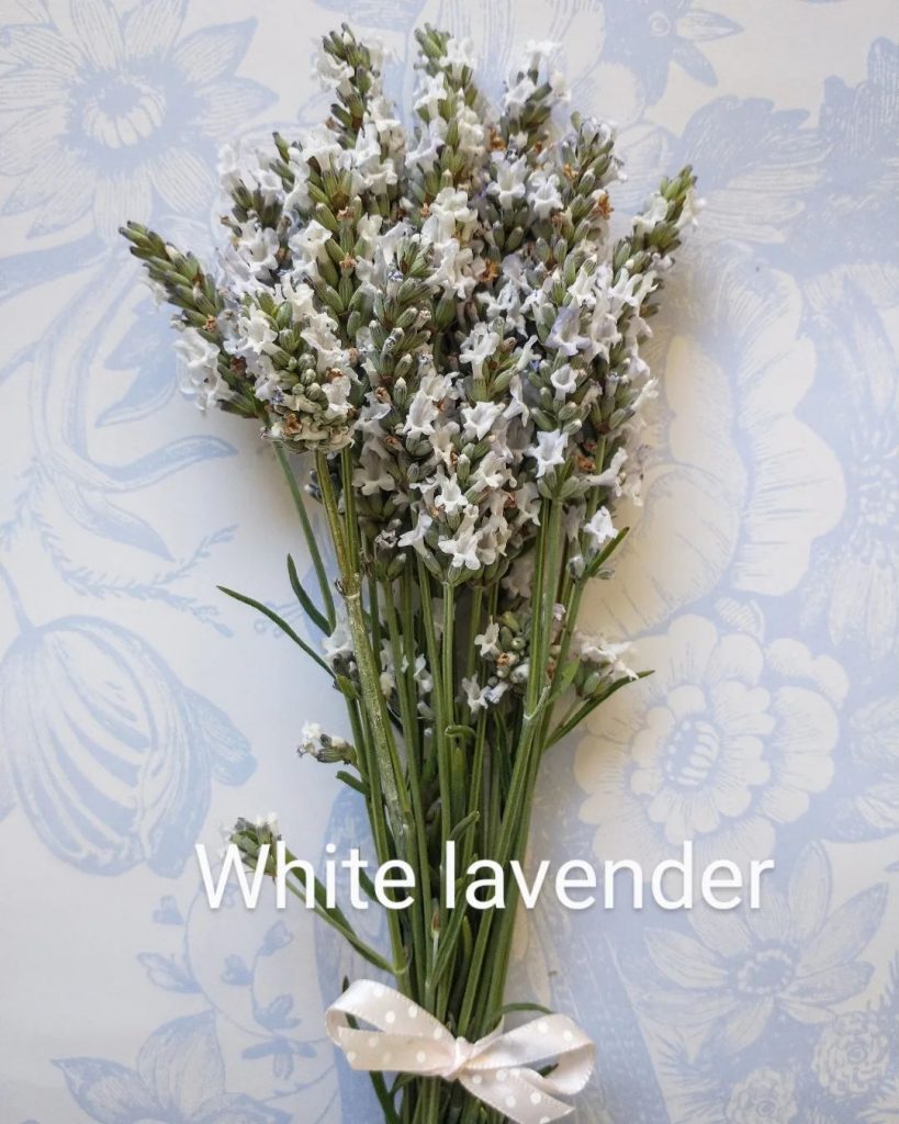 How To Grow The White Lavender Plant + 8 Great Varieties
